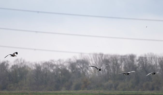 Oca facciabianca  - Mauro Fenati