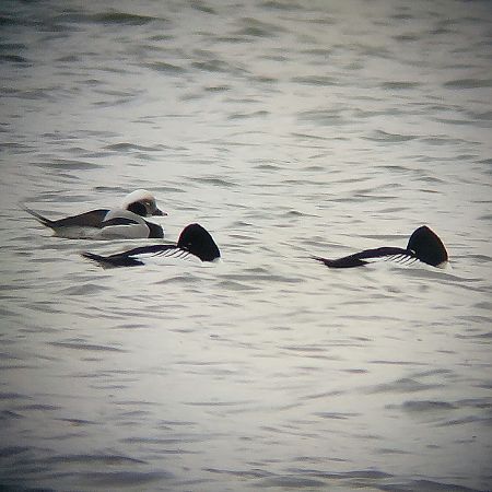 Eisente  - Lisa Plätke