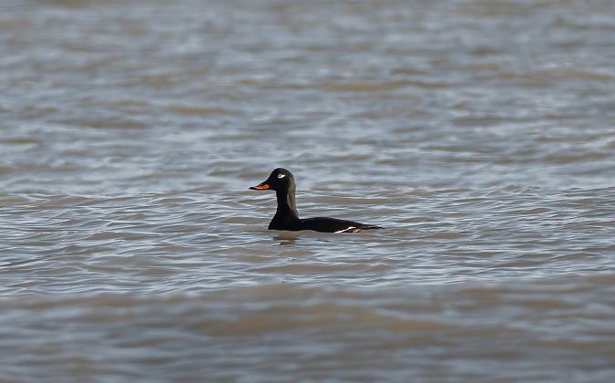 Orco marino  - Mauro Fenati