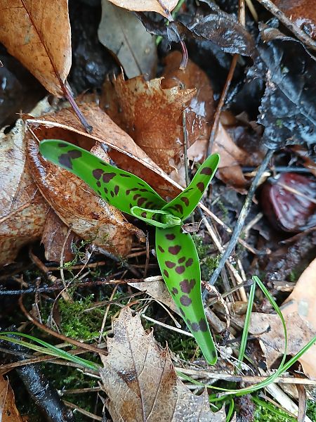 Orchis mascula  - Alain Falvard
