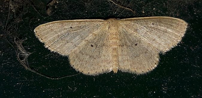 Scopula minorata  - Michele Cento