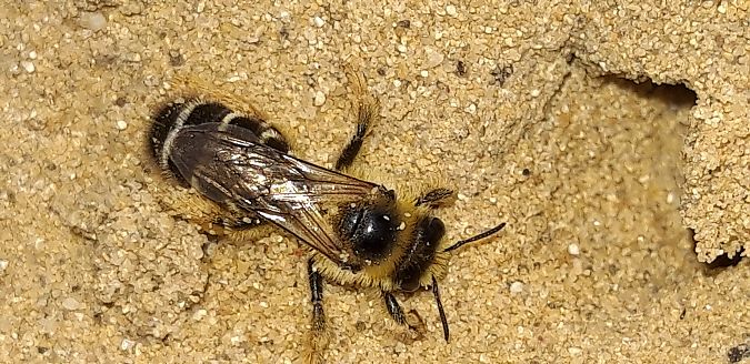 Dasypoda hirtipes  - Michele Cento