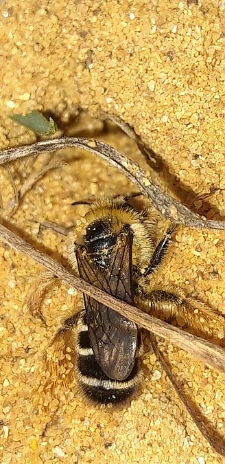 Dasypoda hirtipes  - Michele Cento