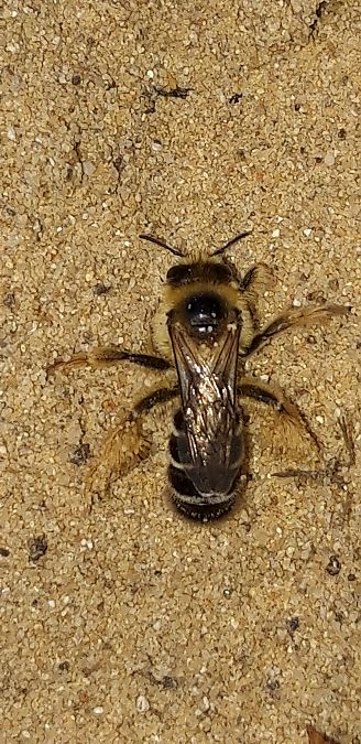 Dasypoda hirtipes  - Michele Cento