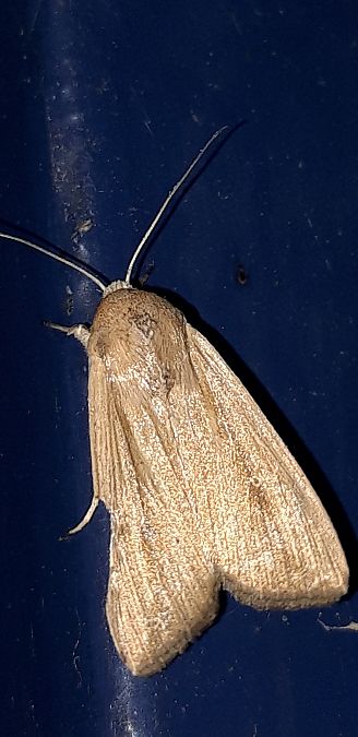 Leucania loreyi  - Michele Cento
