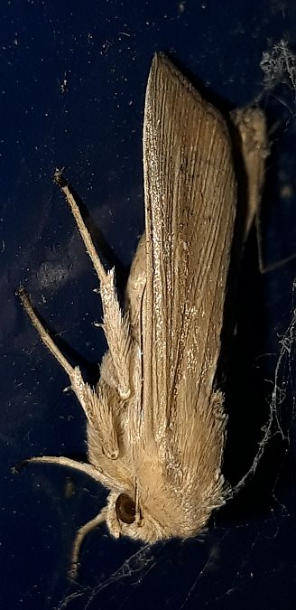 Leucania loreyi  - Michele Cento