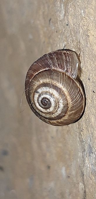 Cernuella cisalpina  - Michele Cento