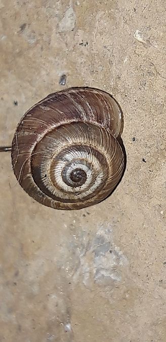 Cernuella cisalpina  - Michele Cento