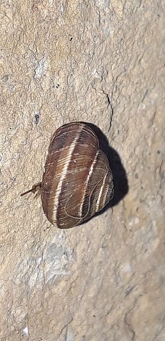 Cernuella cisalpina  - Michele Cento