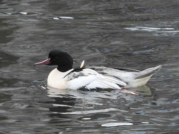 Gänsesäger  - Hermann Kohler