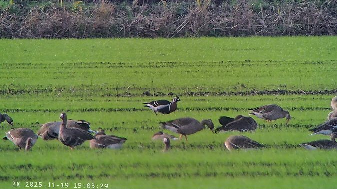 Oca collorosso  - Massimo Tassinari