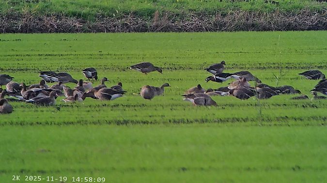 Oca collorosso  - Massimo Tassinari