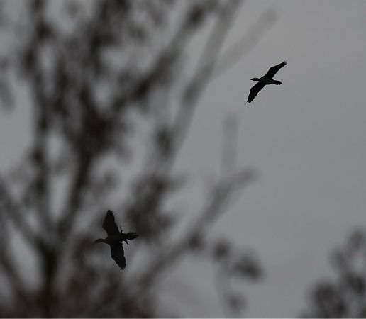 Cormoran pygmée  - Florian Hanslmayr