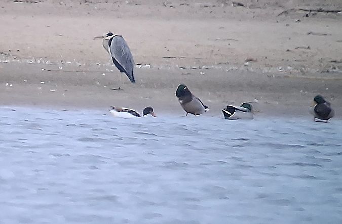 ohar  - Piotr Paluch