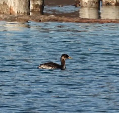 Grèbe jougris  - Florian Hanslmayr