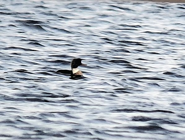 szlachar  - Piotr Paluch