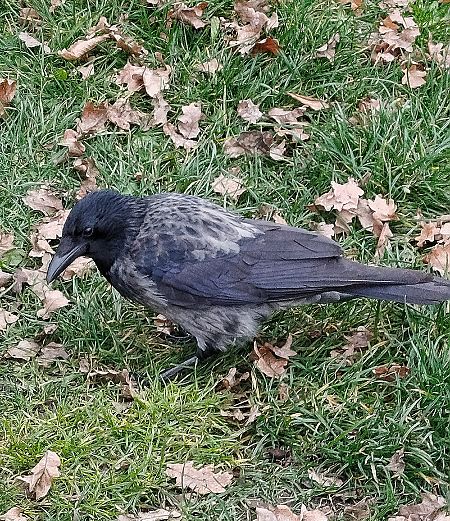 czarnowron x wrona siwa  - Kacper Mikulski