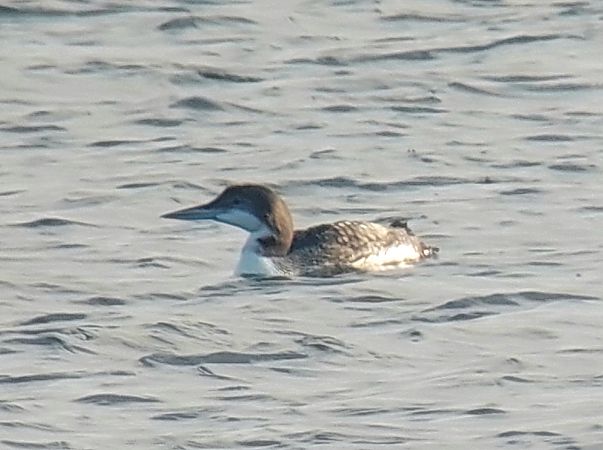 Eistaucher  - Alexander Zimmermann