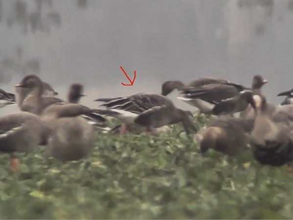 Oie de la taïga / de la toundra  - Mateusz Gutowski