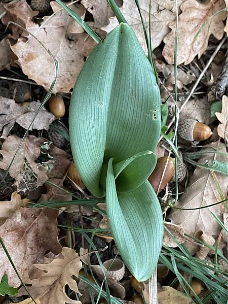 Himantoglossum hircinum  - Olivier Guillemet