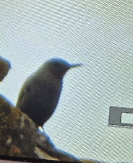 Merla blava  - anònim