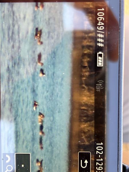 bernikla rdzawoszyja  - Jarosław Soboń