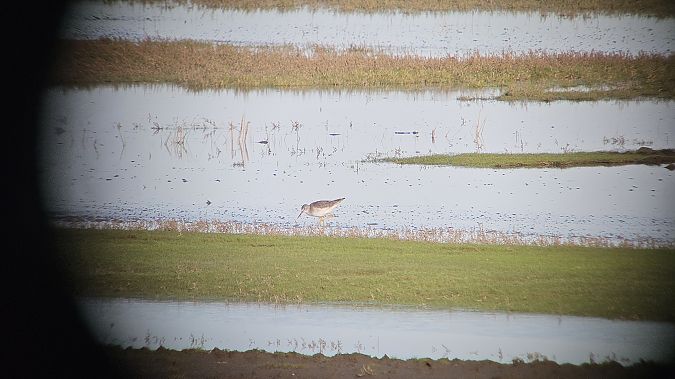 Gelbschenkel (Kleiner)  - Oliver Focks