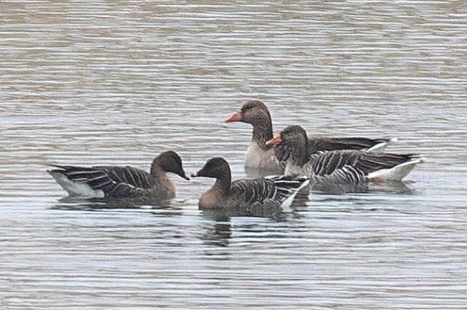 Oie de la toundra  - Viehböck Helga