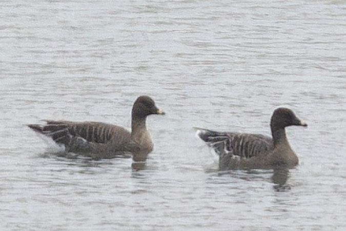 Oie de la toundra  - Viehböck Helga
