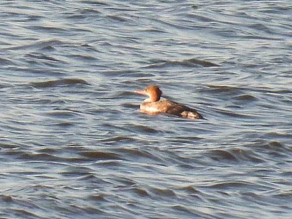 szlachar  - Kacper Mikulski