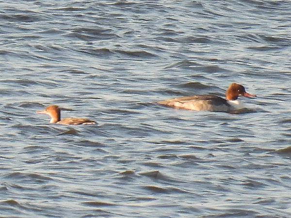 Mittelsäger  - Kacper Mikulski