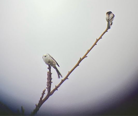 Schwanzmeise (ssp. caudatus)  - Martin Kemler