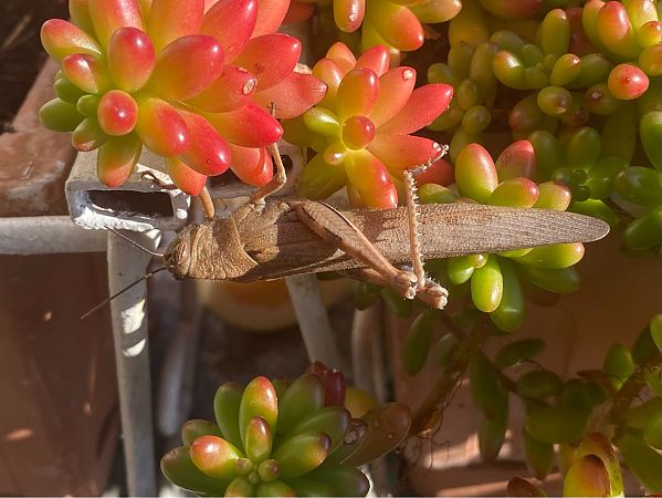 Anacridium aegyptium  - Maria Rita Gelso