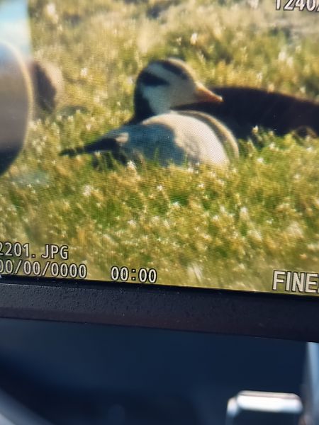 Streifengans  - Jochen Schröder