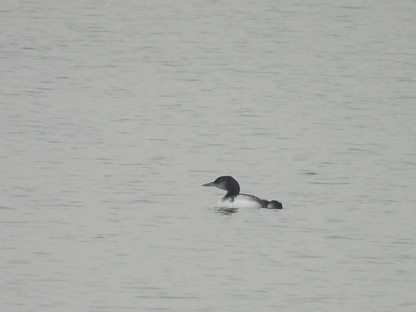 Eistaucher  - Natalia Gorczowska