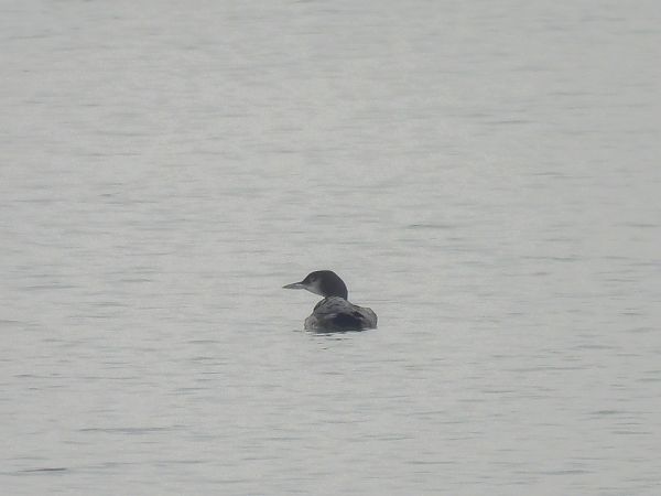 lodowiec  - Natalia Gorczowska