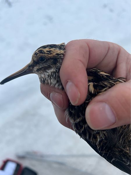 bekasik  - Marek Bebłot