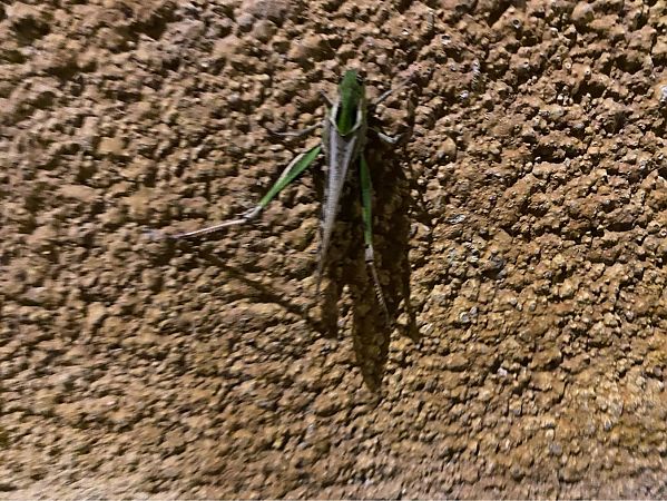 Llagosta migradora (migratoria)  - Pere Alzina i Bilbeny