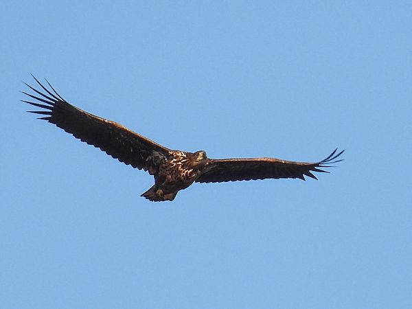 bielik  - Kacper Mikulski