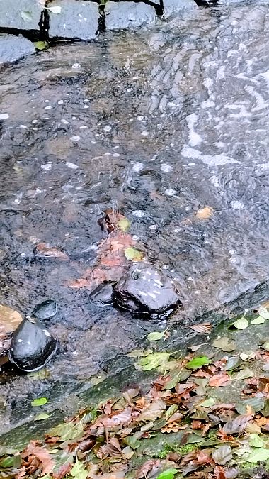 Wasseramsel  - Krzysztof Wesolowski