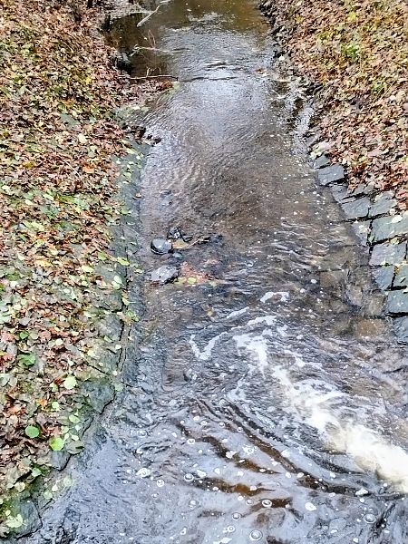 Wasseramsel  - Krzysztof Wesolowski