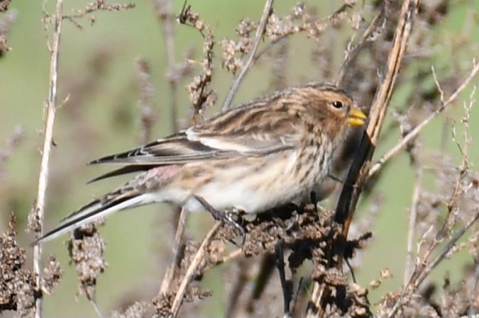 rzepołuch  - Paweł Zaniecki
