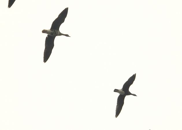 bernikla rdzawoszyja  - Krzysztof Kajzer