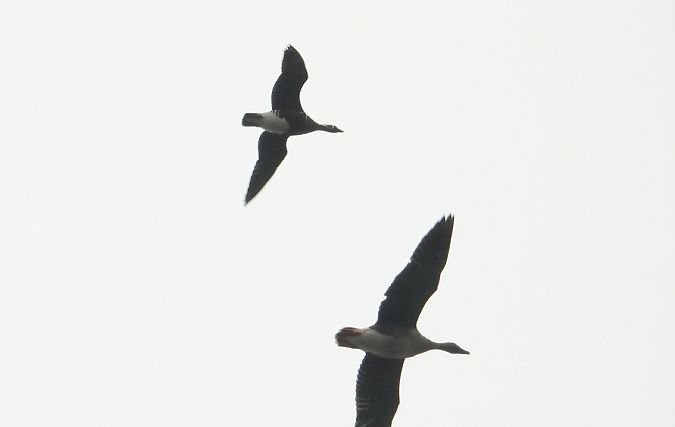 bernikla rdzawoszyja  - Krzysztof Kajzer