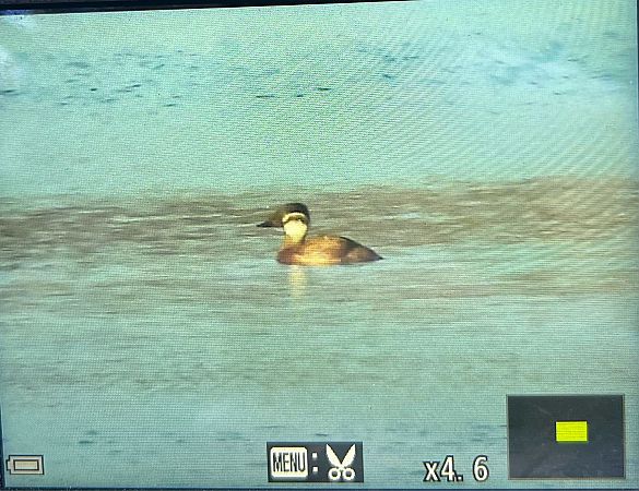 sterniczka  - Grzegorz Zioło