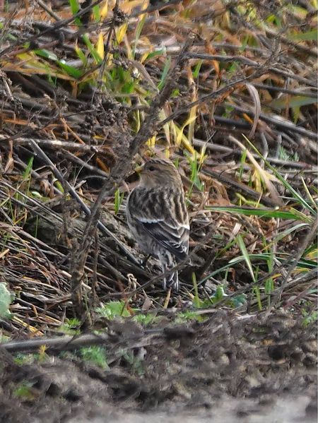 rzepołuch  - Mateusz Gutowski