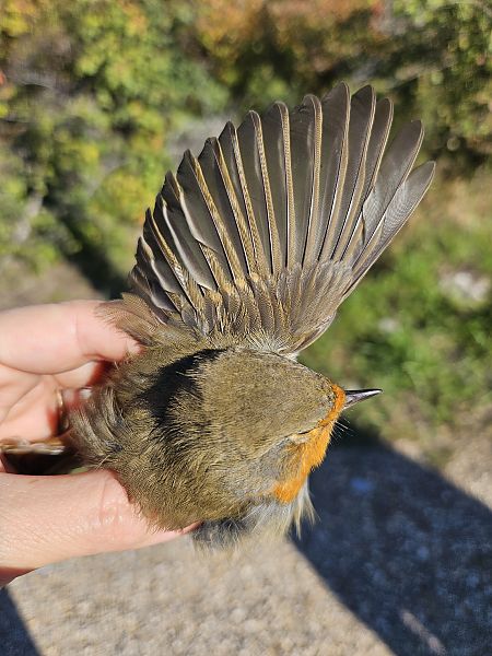 Pettirosso  - Elisa de Belli (FVG)