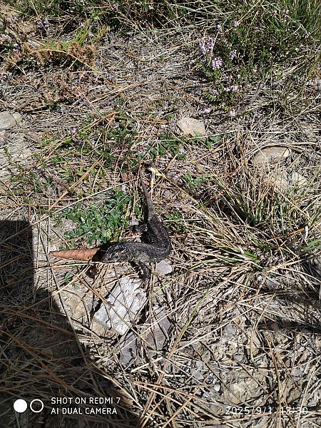 Musker berde  - Imanol Aguinaco