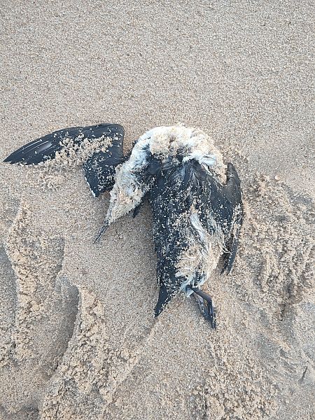 Trottellumme  - Yannis Below