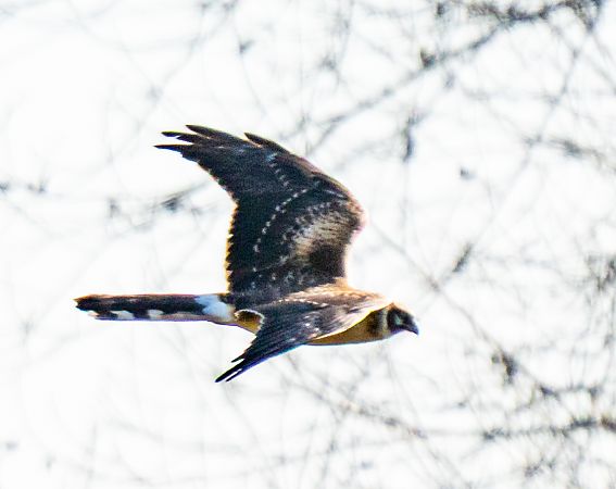 błotniak stepowy  - Michal Jadzyn